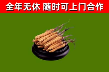 中牟烟酒回收冬虫夏草.jpg